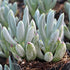 Senecio albastru - Senecio serpens ‘Blue’