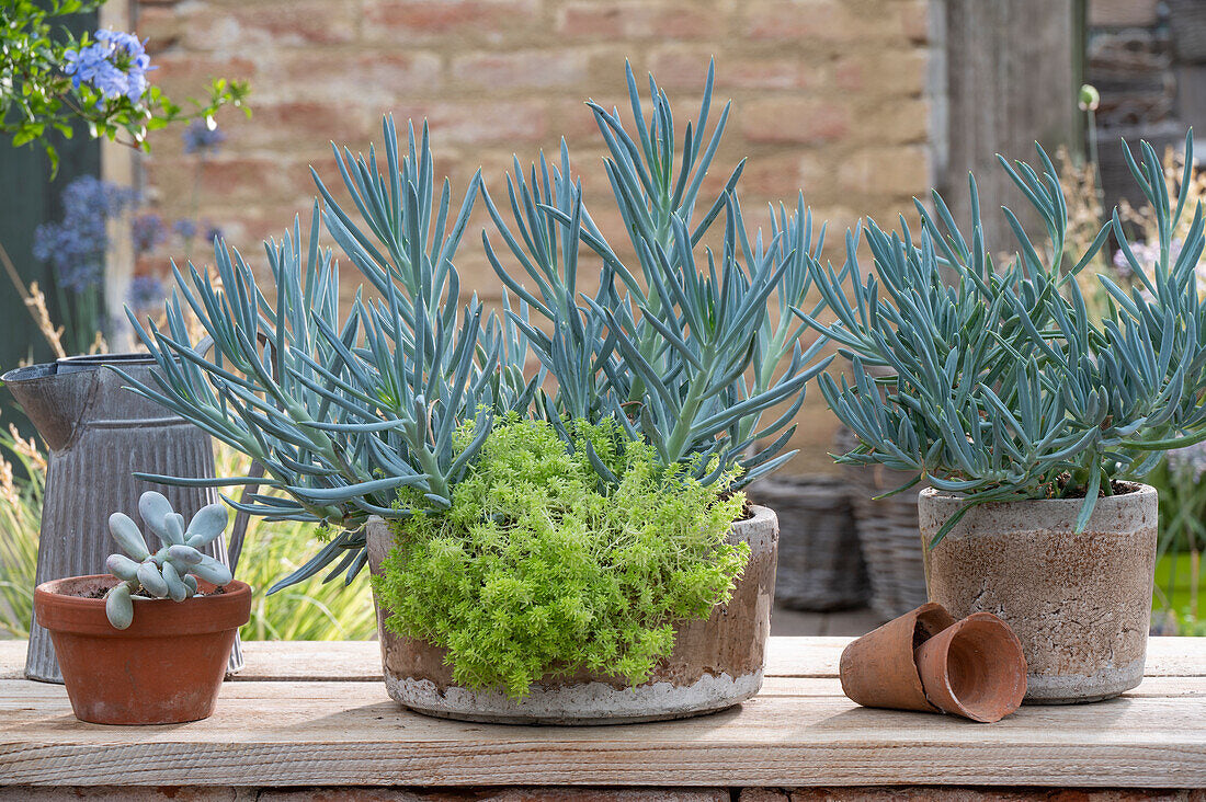 Senecio albastru - Senecio serpens ‘Blue’