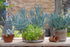 Senecio albastru - Senecio serpens ‘Blue’
