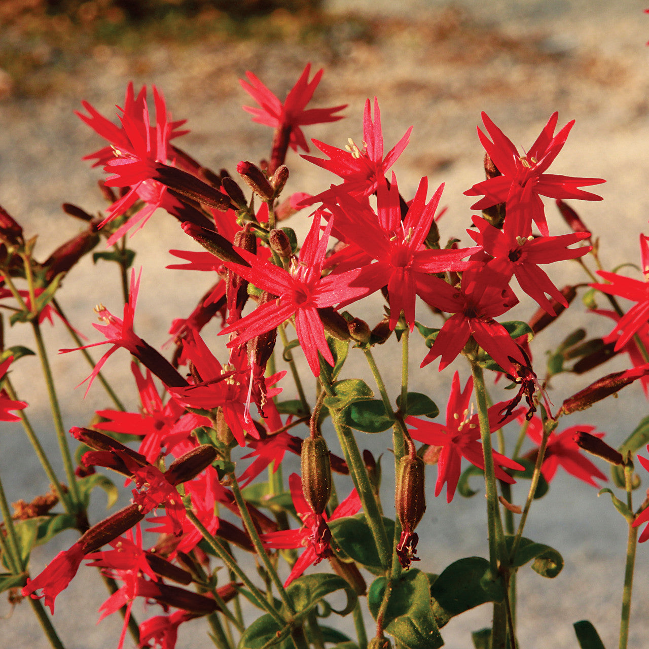 Silene -Silene virginica ‘Red Burning Heart’