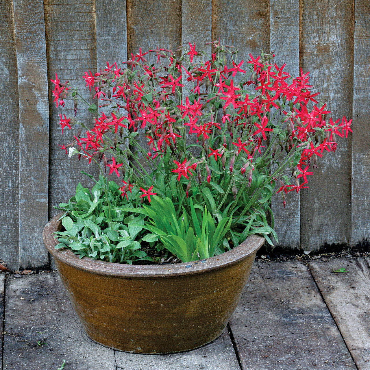 Silene -Silene virginica ‘Red Burning Heart’