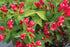 Weigela - Weigela 'All Summer Red'