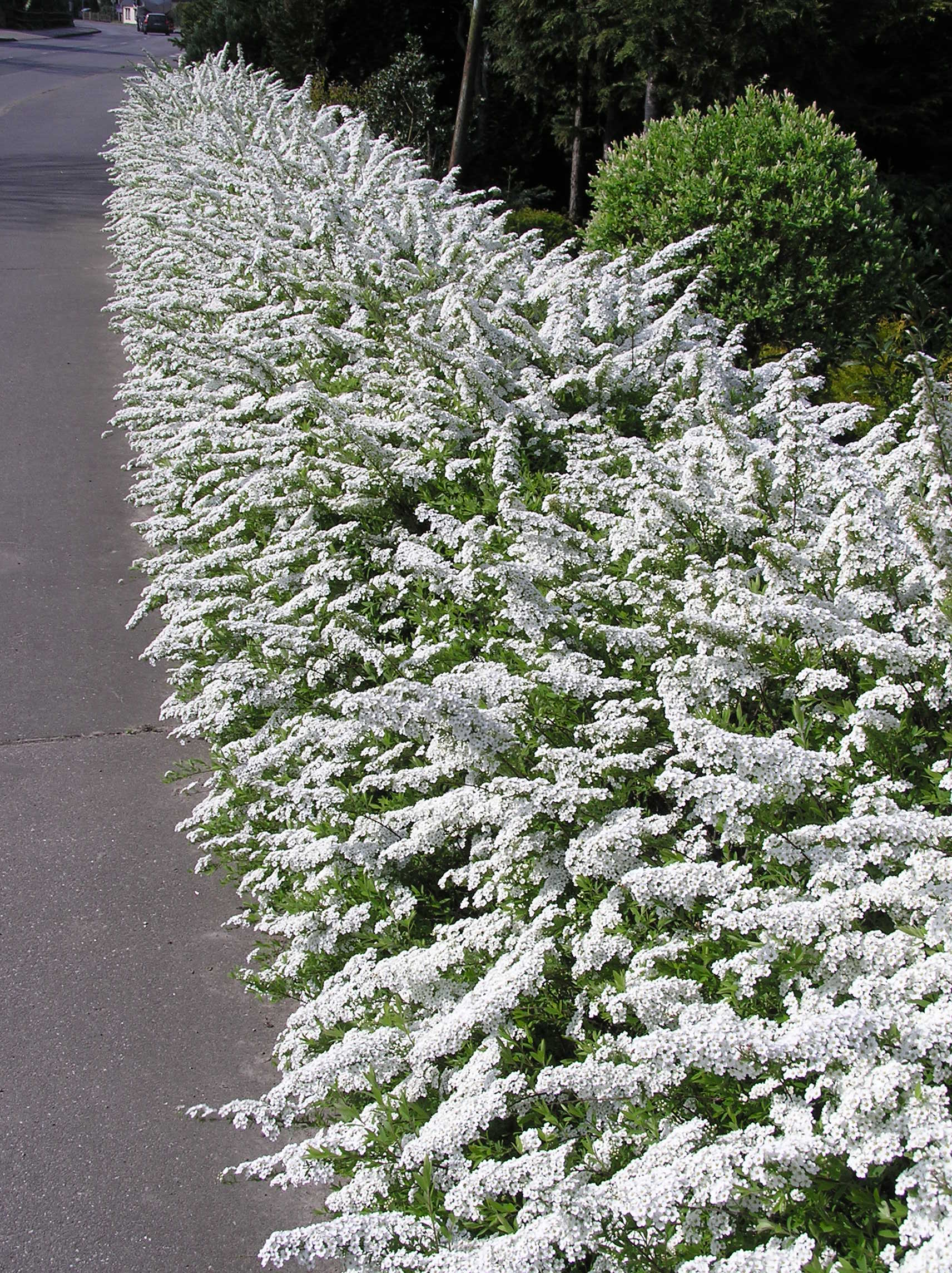Cununița Albă - Spiraea Cinerea 'Grefsheim'