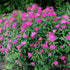Cununița Anthony Waterer - Spiraea Japonica 'Anthony Waterer'