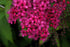 Cununița Anthony Waterer - Spiraea Japonica 'Anthony Waterer'