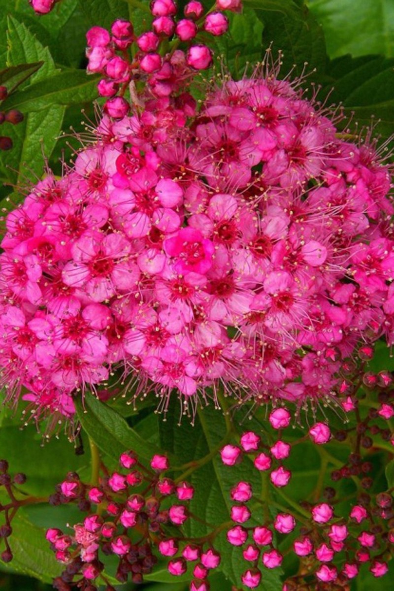 Cununița Dart's Red - Spiraea Japonica 'Dart's Red'