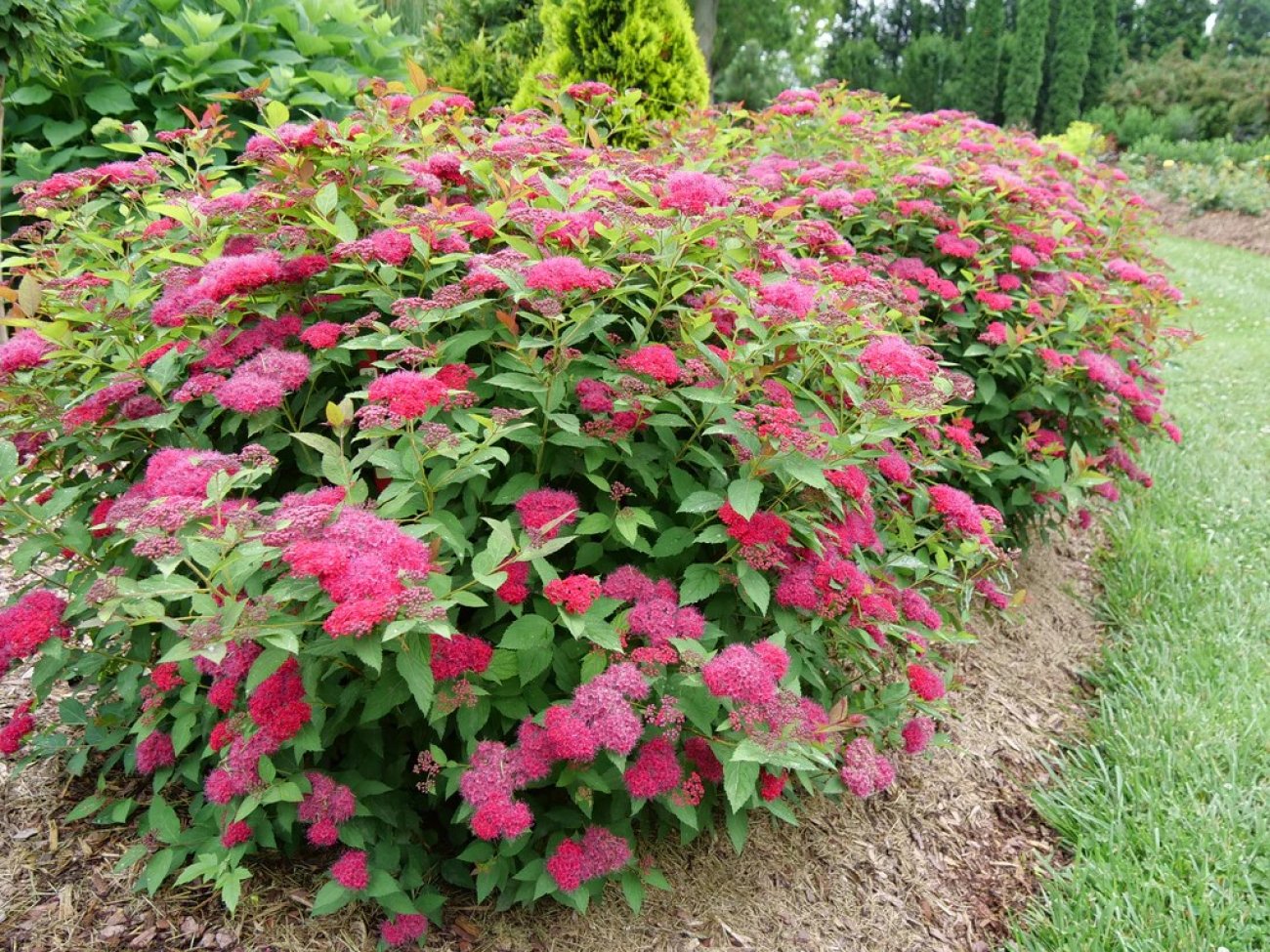 Cununița Dart's Red - Spiraea Japonica 'Dart's Red'