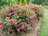 Cununița Dart's Red - Spiraea Japonica 'Dart's Red'