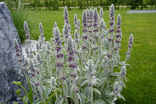 Urechi de iepure - Stachys byzantina