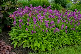 Stachis - Stachys monnieri 'Hummelo'