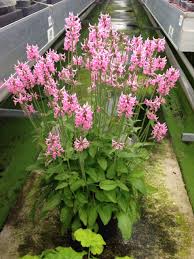 Betonică ornamentală - Stachys officinalis 'Pink Cotton Candy'