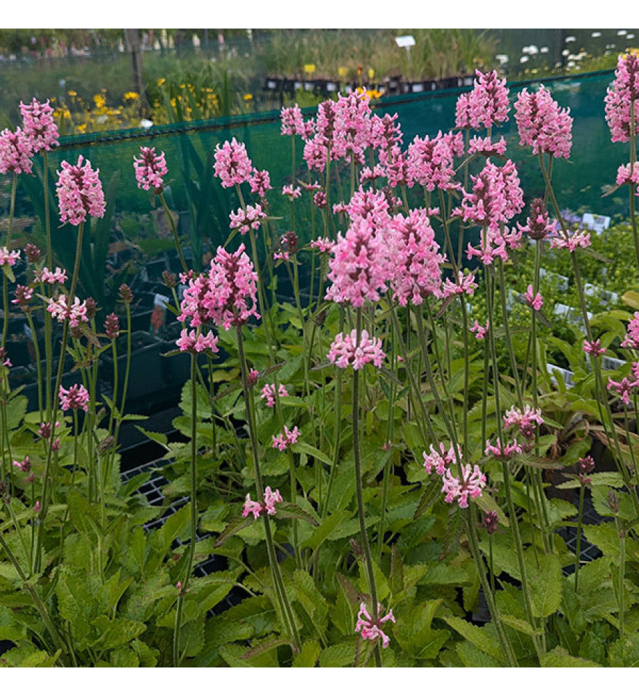 Betonică ornamentală - Stachys officinalis 'Pink Cotton Candy'