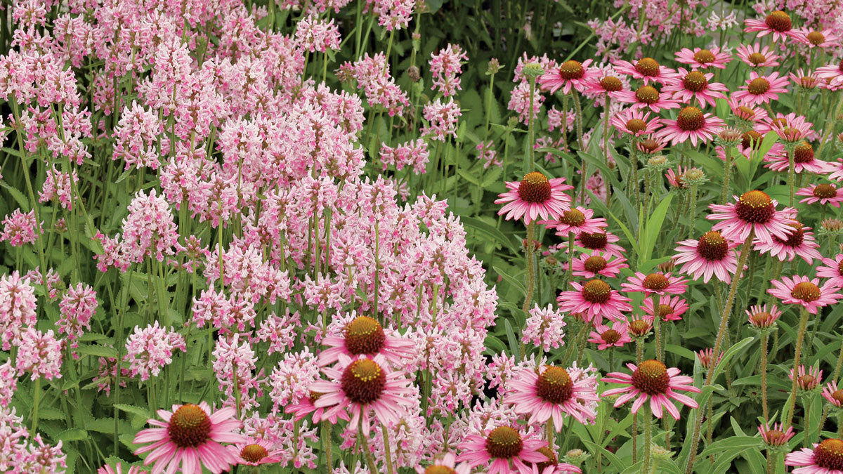 Betonică ornamentală - Stachys officinalis 'Pink Cotton Candy'