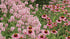 Betonică ornamentală - Stachys officinalis 'Pink Cotton Candy'