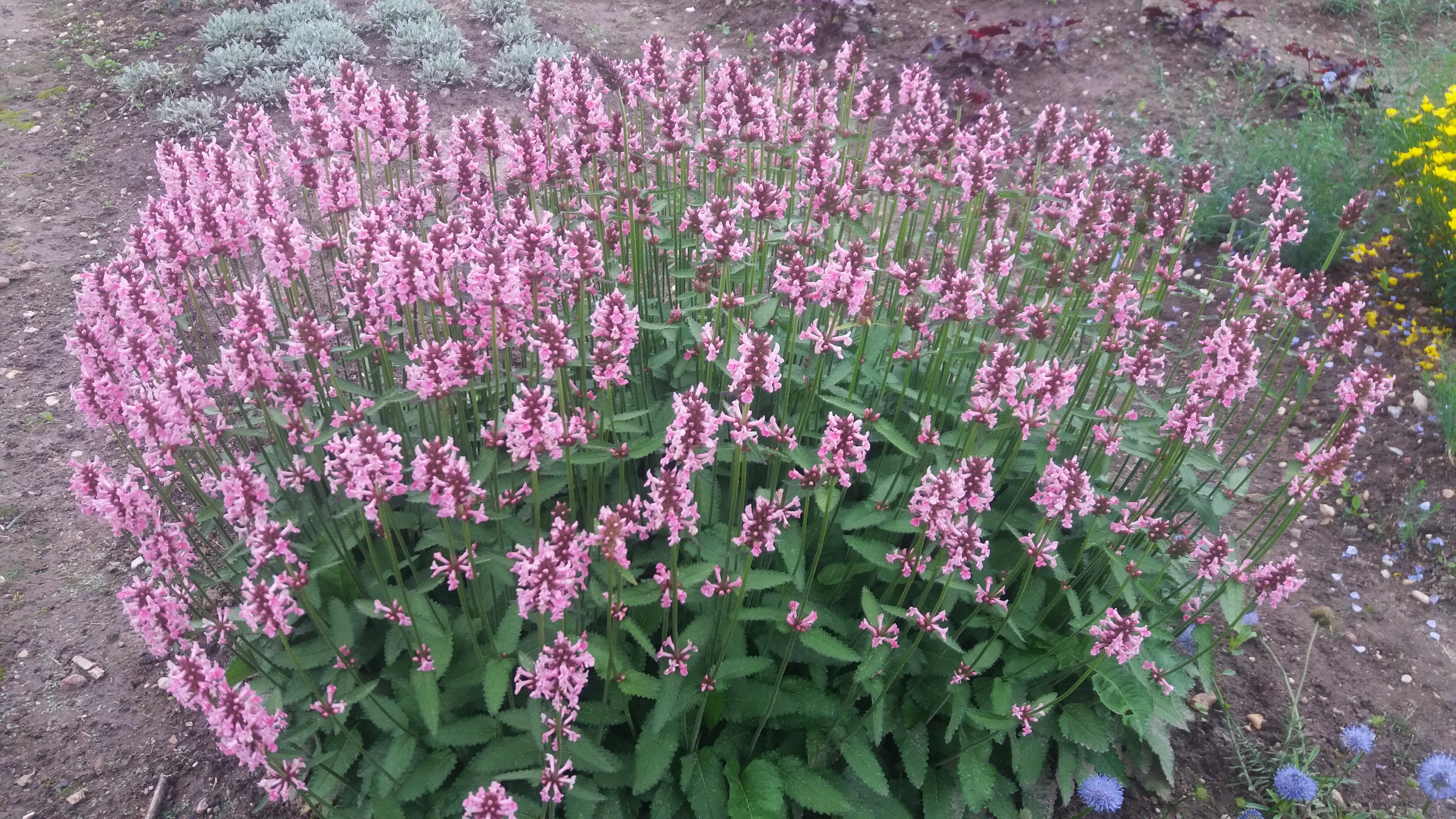 Betonică ornamentală - Stachys officinalis 'Pink Cotton Candy'