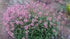 Betonică ornamentală - Stachys officinalis 'Pink Cotton Candy'