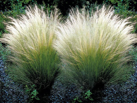 Coada de ponei - Stipa tenuifolia Pony Tails