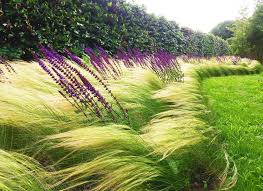 Coada de ponei - Stipa tenuifolia Pony Tails