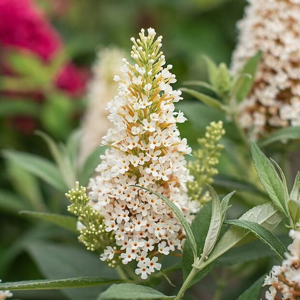 Liliac de vară pitic - Buddleja davidii Little Rockstars White