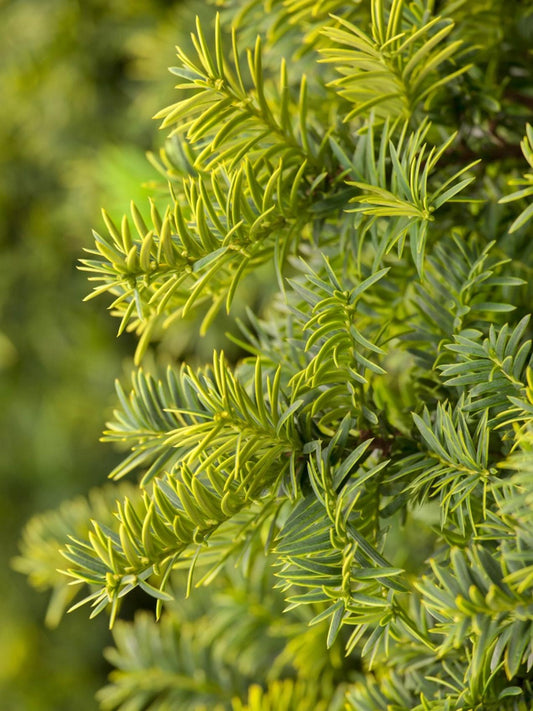 Tisa 'Summergold' - Taxus baccata 'Summergold'