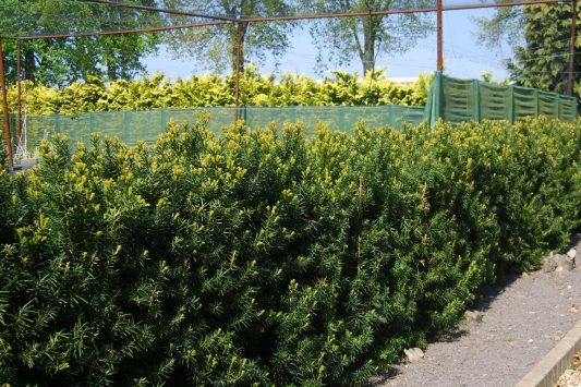 Tisa columnar Groenland - Taxus media 'Groenland'