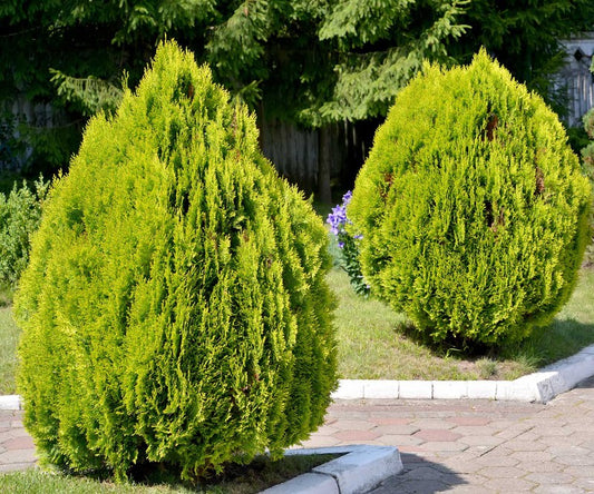 Tuia auriu pitic - Thuja occidentalis 'Aurea Nana'