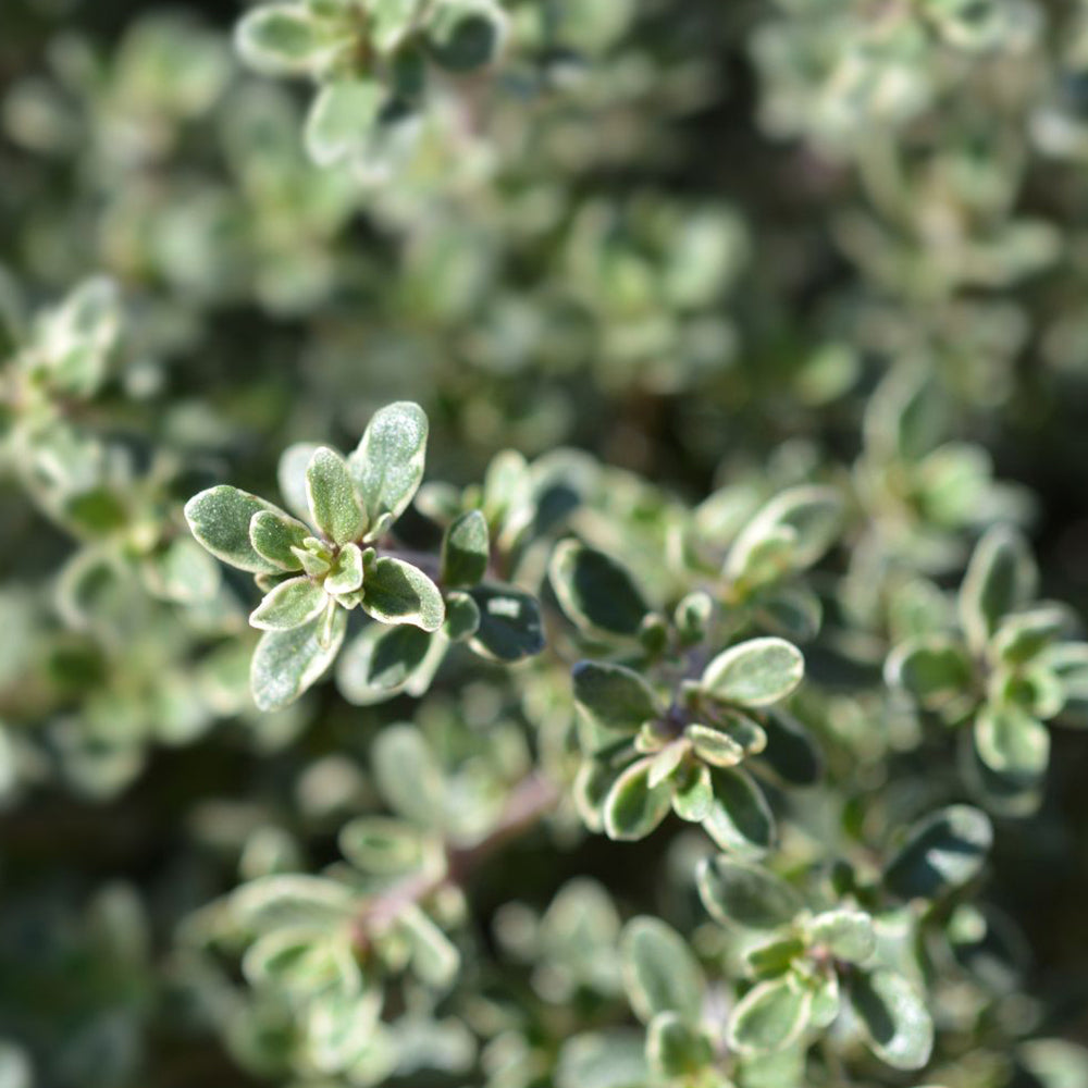 Cimbrișor lămâios ‘Silver Queen’ - Thymus citriodorus ‘Silver Queen