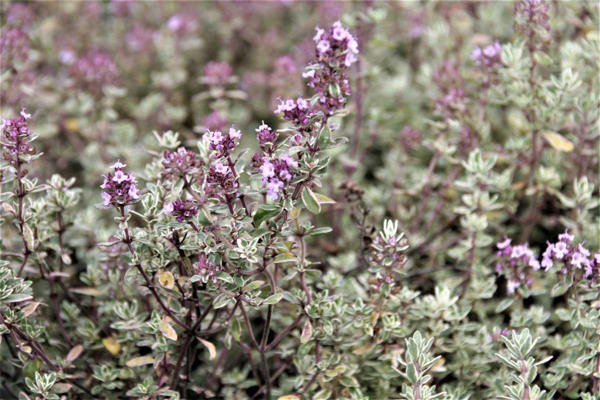 Cimbrișor lămâios ‘Silver Queen’ - Thymus citriodorus ‘Silver Queen