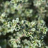 Cimbrișor lămâios ‘Silver Queen’ - Thymus citriodorus ‘Silver Queen