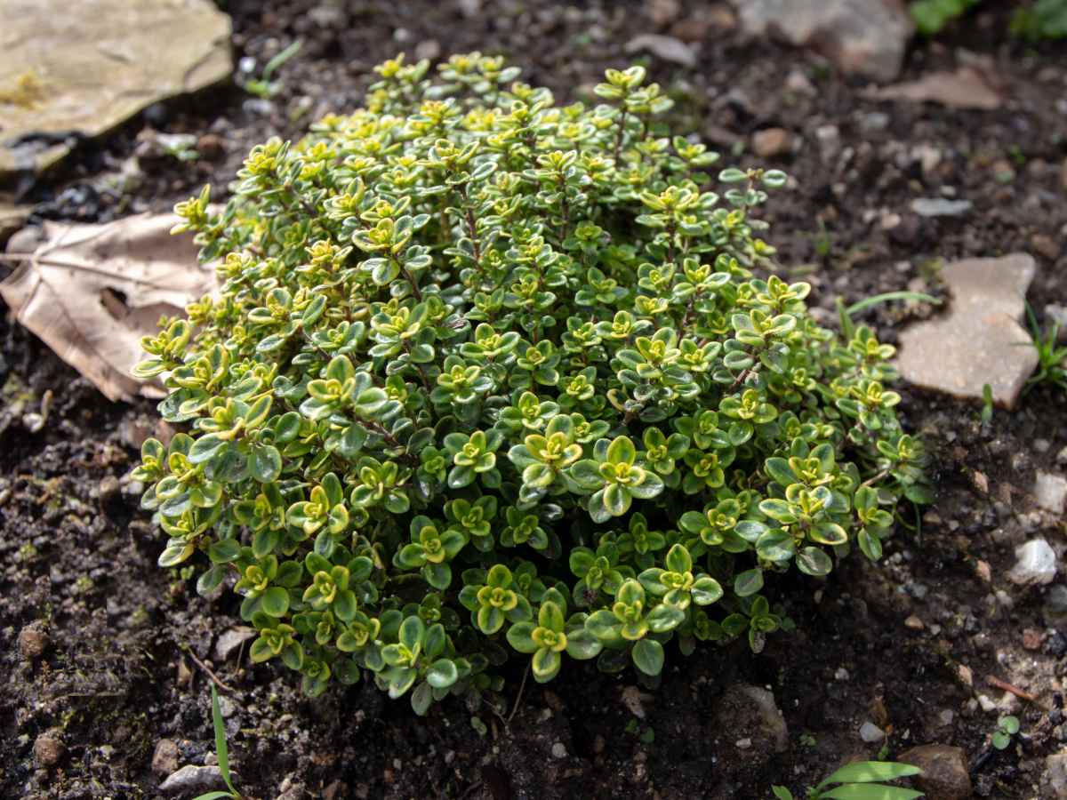 Cimbrișor Lămâios - Thymus Citriodorus Lemon