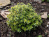Cimbrișor Lămâios - Thymus Citriodorus Lemon