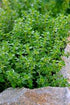 Cimbrișor Lămâios - Thymus Citriodorus Lemon