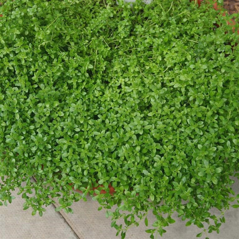 Cimbrișor Lămâios - Thymus Citriodorus Lemon