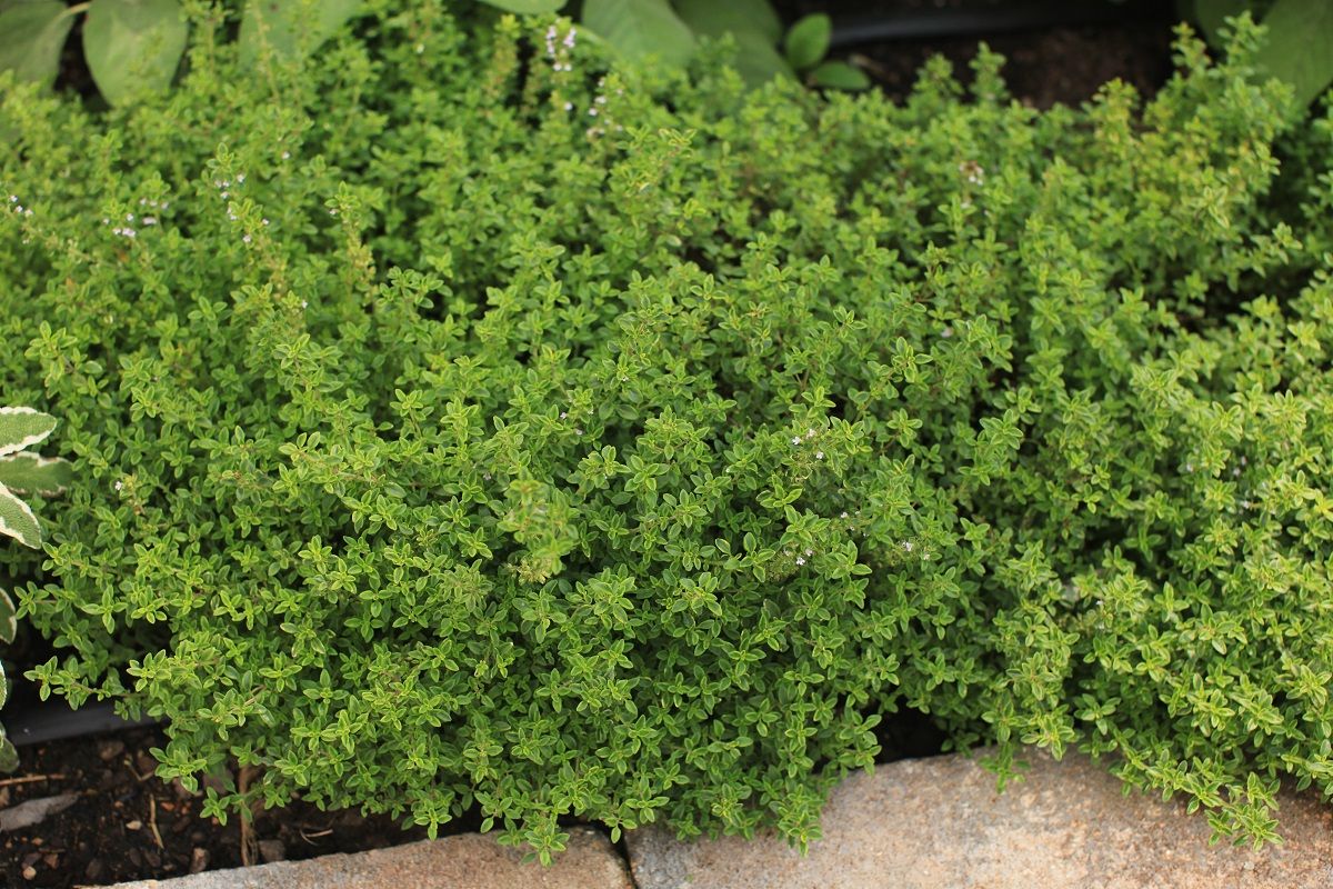 Cimbrișor Lămâios - Thymus Citriodorus Lemon