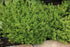 Cimbrișor Lămâios - Thymus Citriodorus Lemon