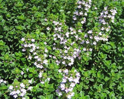 Cimbrișor Lămâios - Thymus Citriodorus Lemon