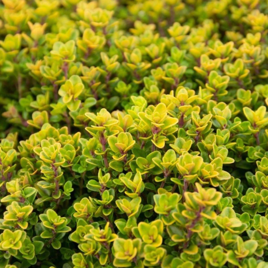 Cimbrișor auriu- Thymus citriodorus ‘Aureus’