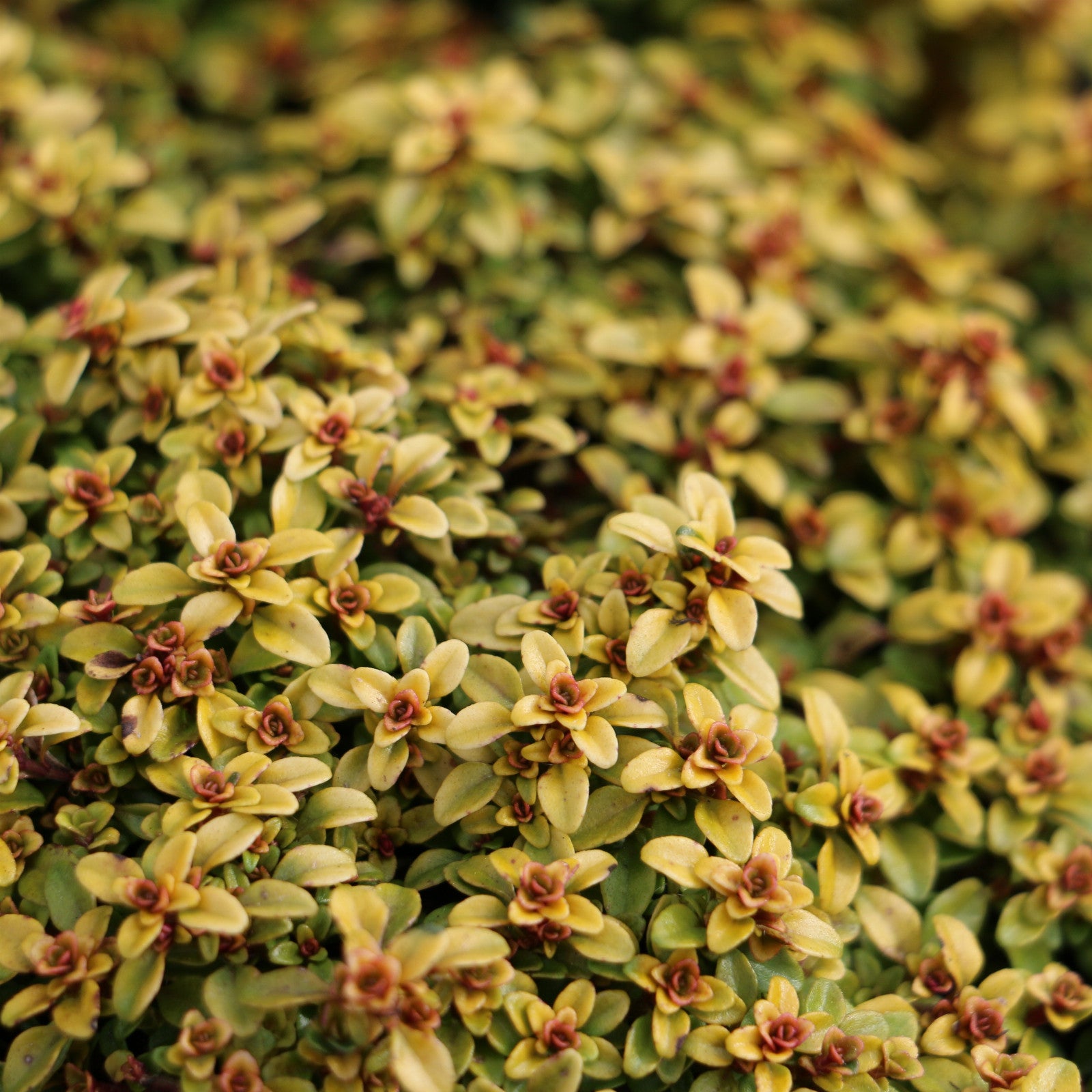 Cimbrișor auriu- Thymus citriodorus ‘Aureus’