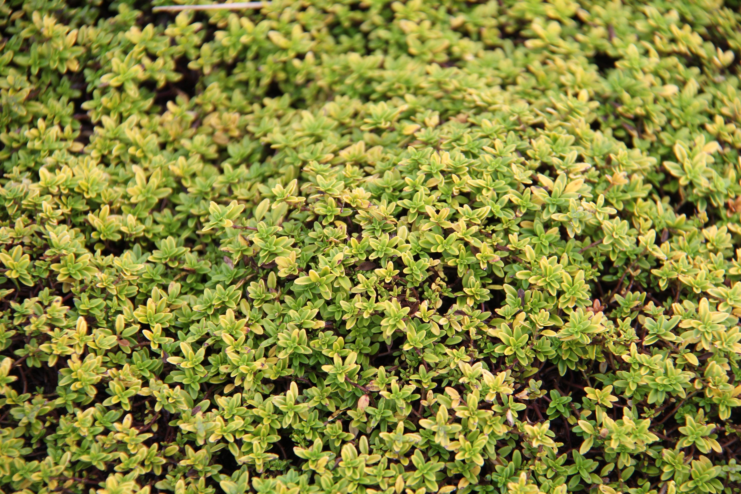 Cimbrișor auriu- Thymus citriodorus ‘Aureus’