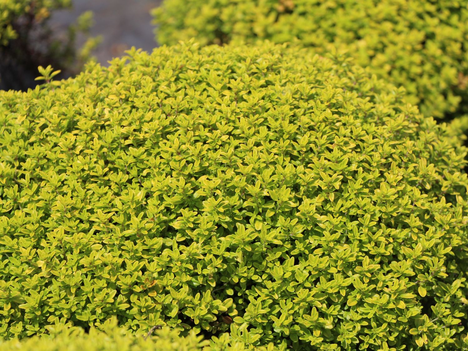 Cimbrișor auriu- Thymus citriodorus ‘Aureus’