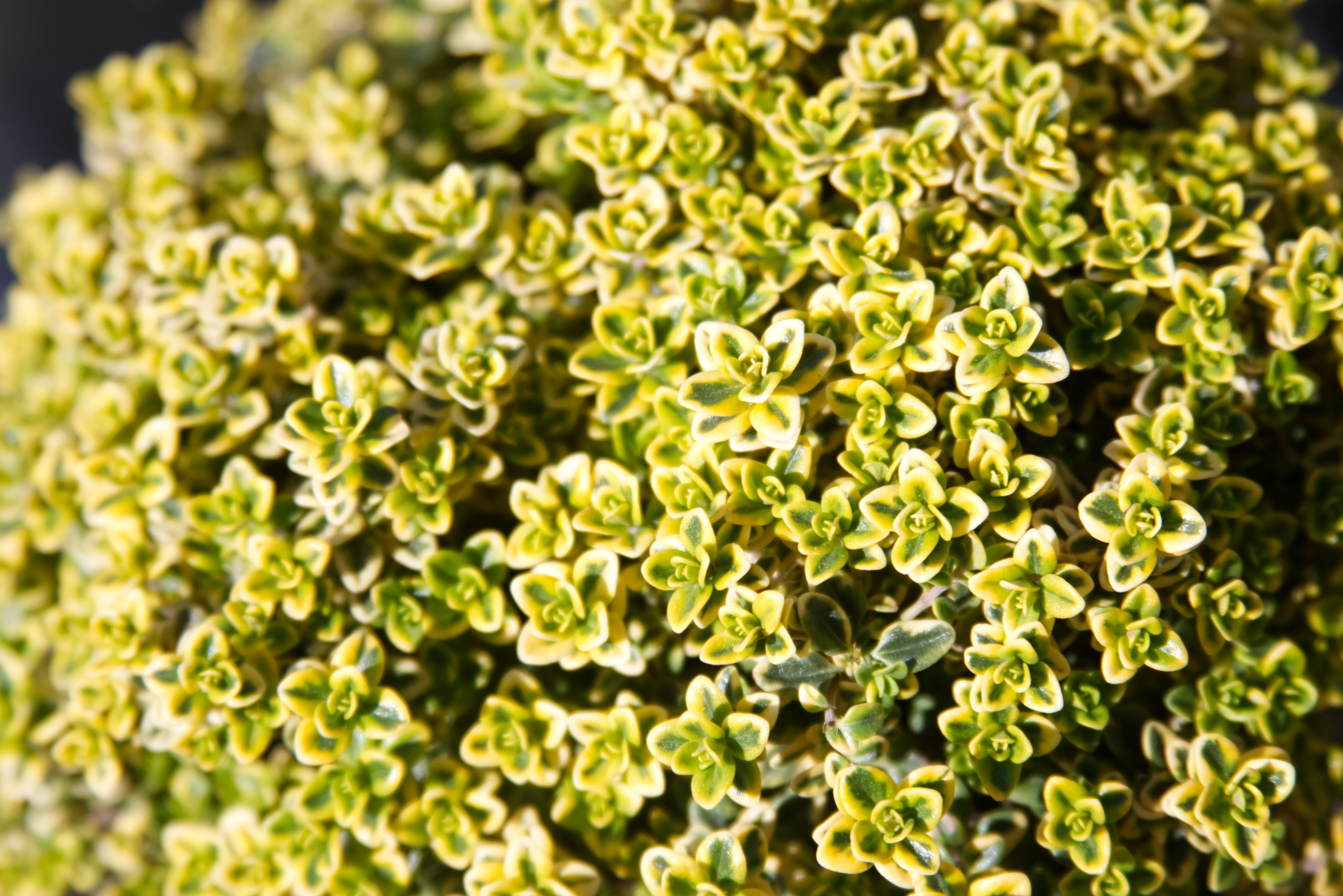 Cimbrișor auriu- Thymus citriodorus ‘Aureus’