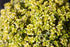 Cimbrișor auriu- Thymus citriodorus ‘Aureus’