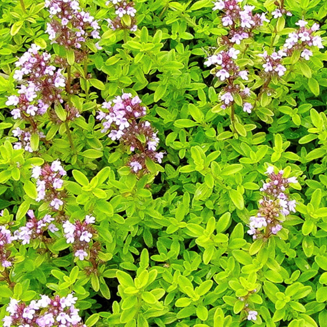 Cimbrișor auriu- Thymus citriodorus ‘Aureus’