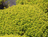 Cimbrișor auriu- Thymus citriodorus ‘Aureus’