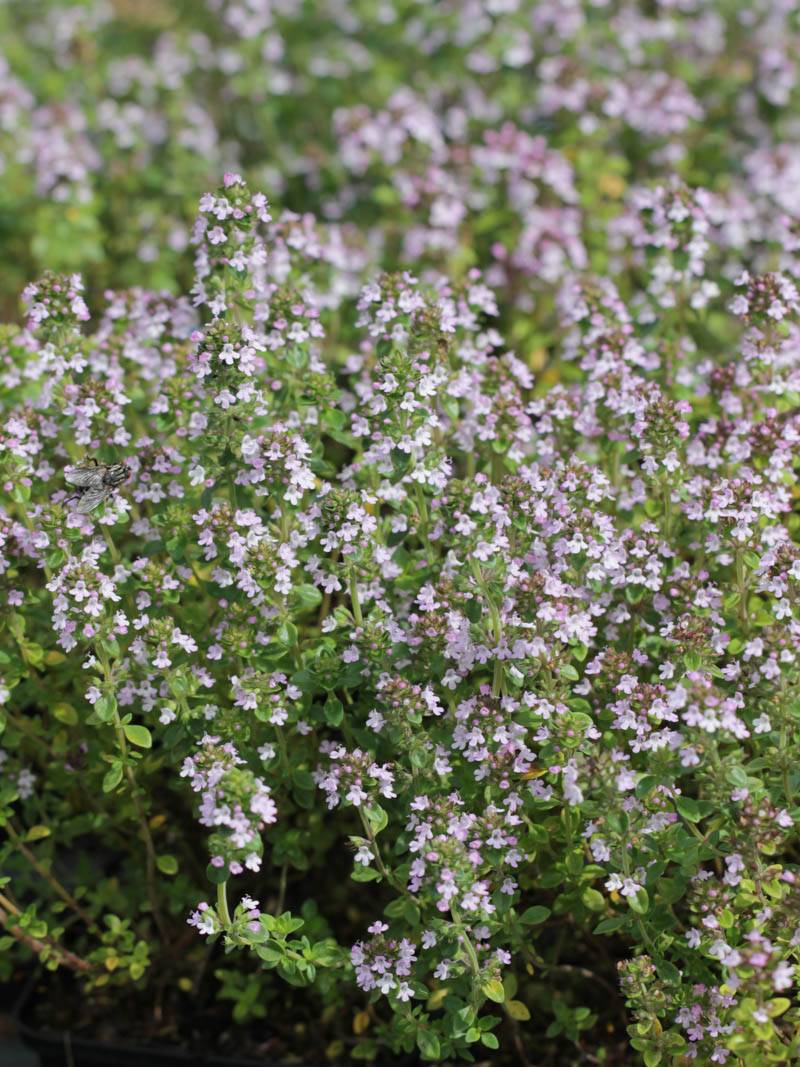 Cimbrișor - Thymus citriodorus Lemon