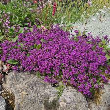 Cimbru târâtor - Thymus praecox ‘Red Carpet’