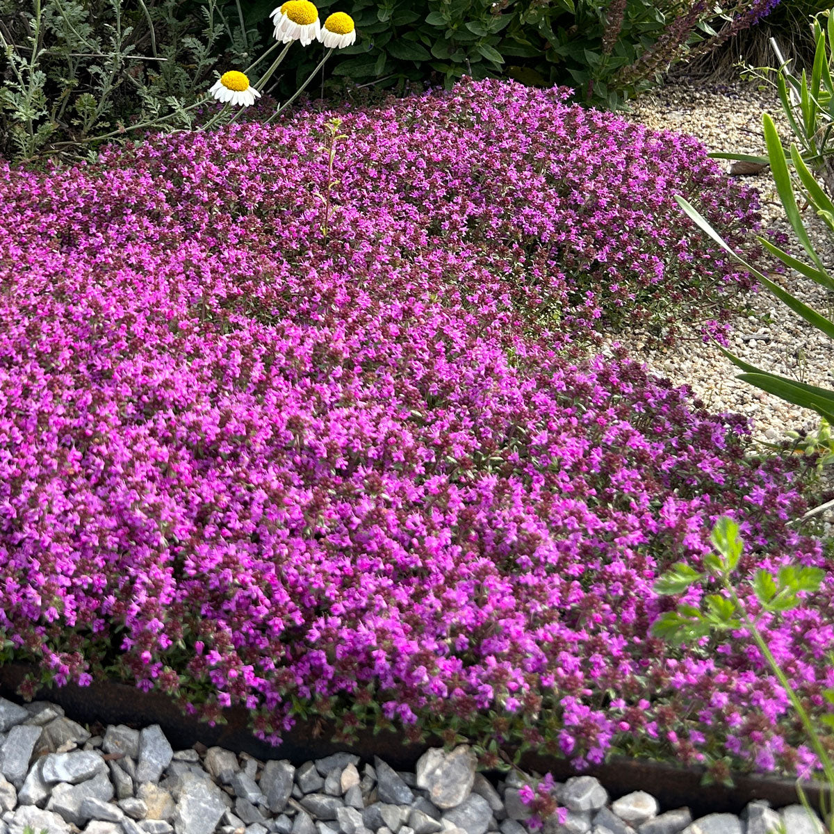 Cimbru târâtor - Thymus praecox ‘Red Carpet’