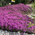 Cimbru târâtor - Thymus praecox ‘Red Carpet’