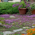Cimbru târâtor - Thymus praecox ‘Red Carpet’