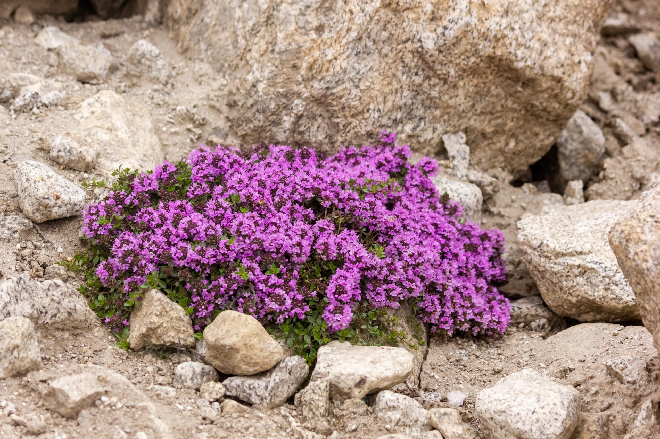 Cimbru târâtor - Thymus praecox ‘Red Carpet’